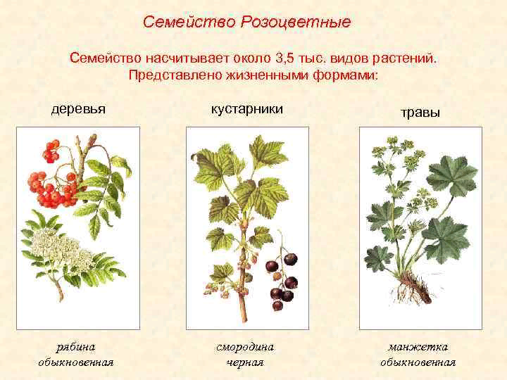 Семейство розоцветные примеры растений