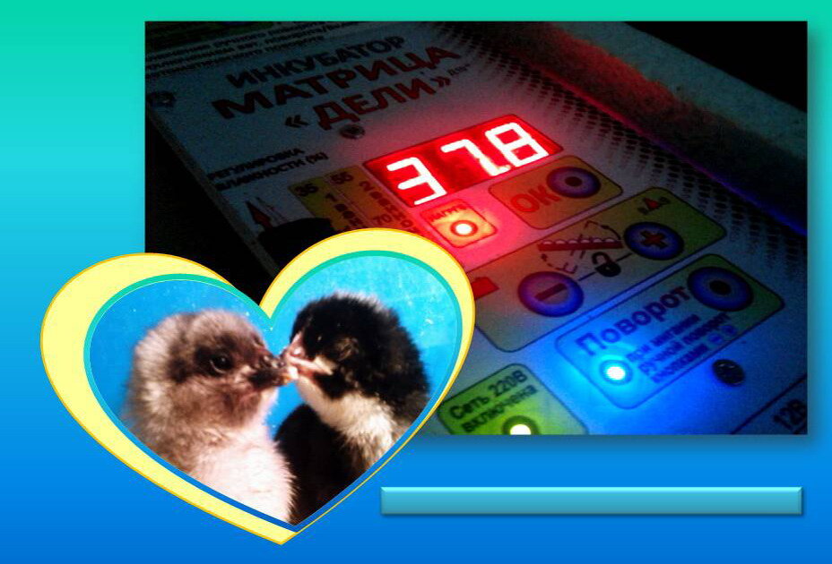 Инкубация куриных яиц