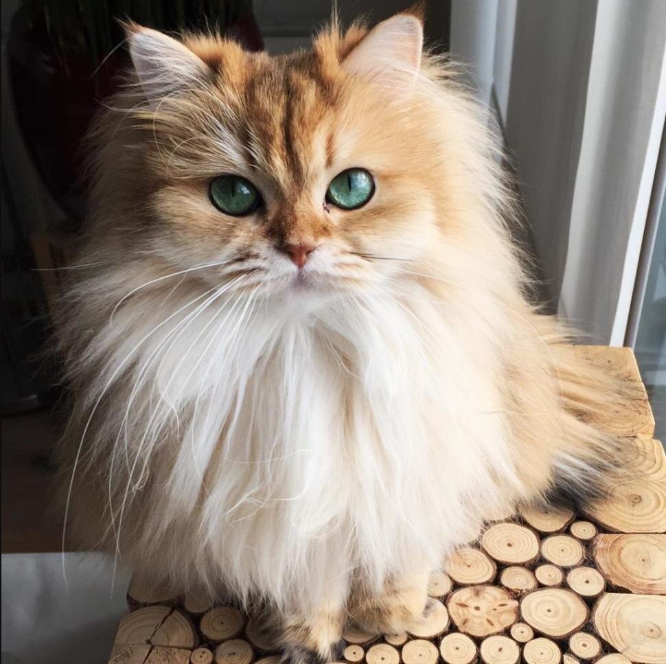 

Для начала ответим на главный вопрос: а нужно ли вообще стричь кота? Однозначно тут не скажешь, но в некоторых ситуациях модная причёска – не прихоть, а необходимость. Речь идёт об уходе за длинношерстными породами кошек, о гигиенической стрижке.
Конечно, все коты стараются следить за собой и тщательно вылизываются, но с длинной шерстью таких мер недостаточно. Если Вы проигнорируете груминг, шубка питомца быстро придёт в ужасное состояние: