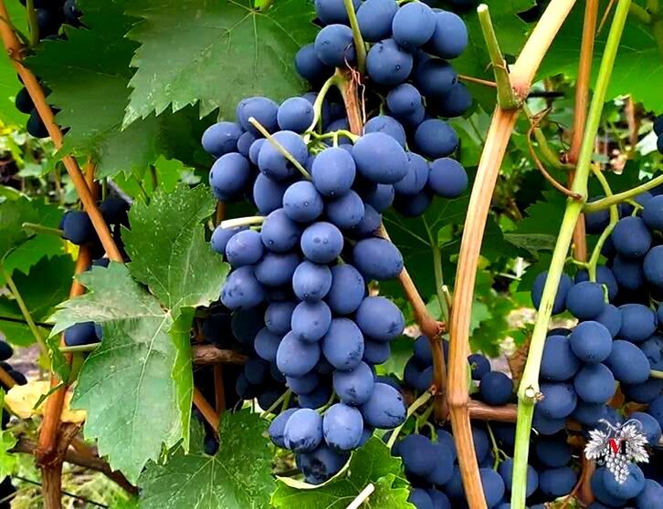 Урожай винограда "Молдова"