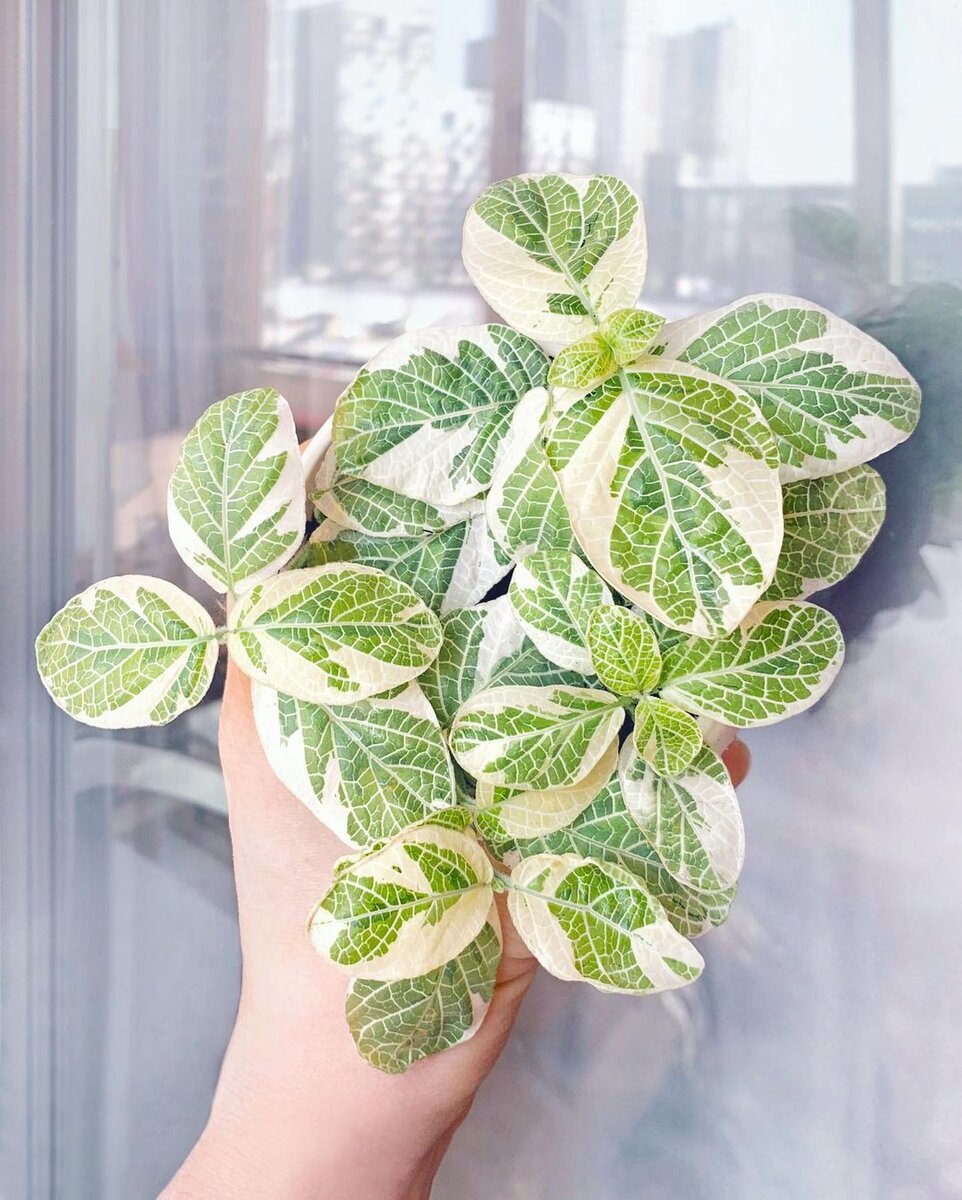 Вариегатная фиттония Angel Snow