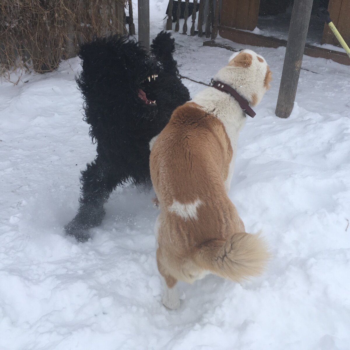 Радостные собаки играют в свои весёлые игры...