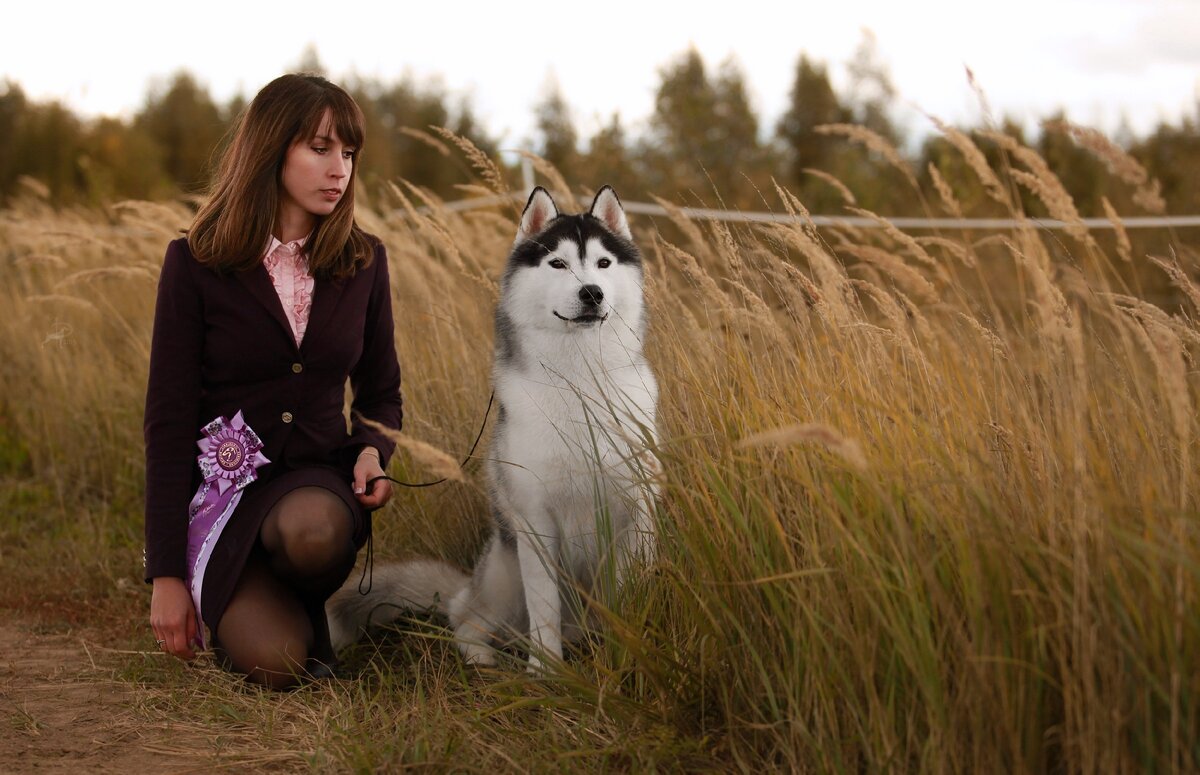 Хаска с картинки