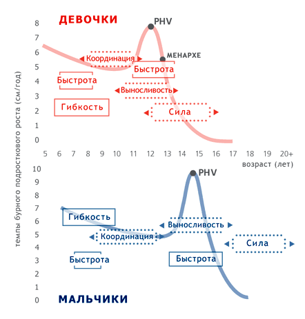  Рис. 1  - Сенситивные периоды у мальчиков и девочек по отношению к биологическому и хронологическому возрасту (среднестатистические данные). (Balyi & Way, 2014)
Кривые красного и синего цветов показывают средние темпы бурного подросткового роста (ежегодный прирост в сантиметрах), который характеризует биологический возраст ребенка. Физические качества, обведенные пунктирными линиями, позиционируются относительно этих кривых, а стрелки указывают на то, что они должны смещаться вслед за кривой. Для качеств, обведенных сплошной линией (гибкость и быстрота), такие данные отсутствуют, поэтому они привязаны только к хронологическому возрасту, отложенному по горизонтальной оси. PHV (peak height velocity) - максимум ростового скачка.
