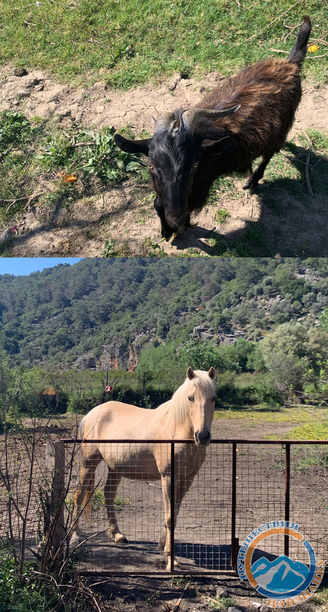 «Хранители» гробниц, деревенские козлик и лошадка, Дальян, Турция (фото автора)