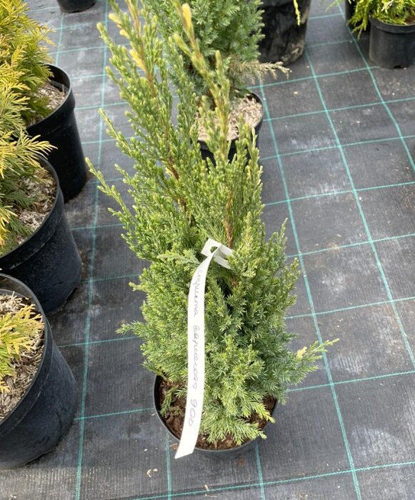 МОЖЖЕВЕЛЬНИК СТРИКТА ВАРИЕГАТА