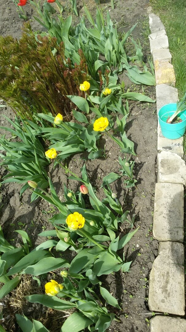 Махровые желтые тюльпаны.