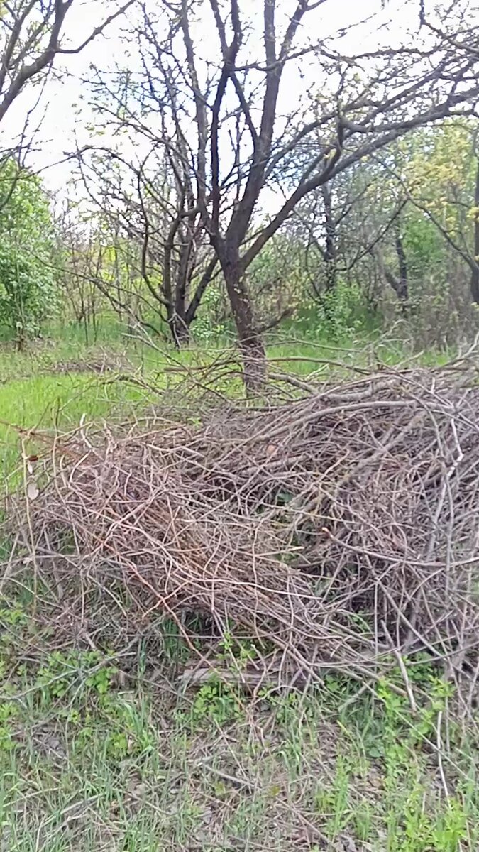 Некоторые "ветки" до 3м