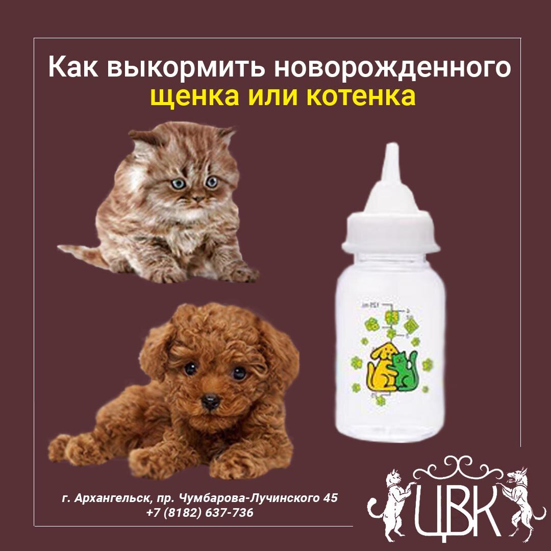 Как выкормить новорожденного щенка или котенка 