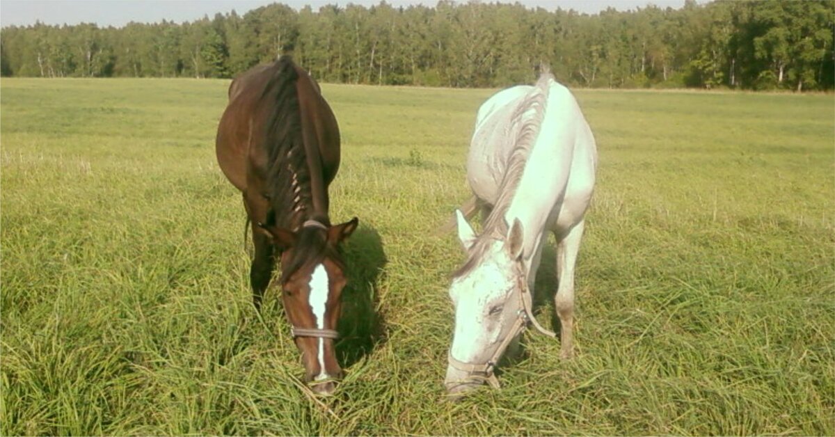 Жульетта и Золушка. Серая Золушка, та самая мега-спокойная. Фото автора