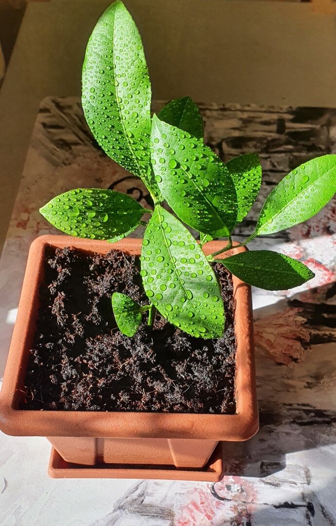 Фото Лужецкой Натальи росток  ее мандарина - каламондина  30 апреля 2021 года