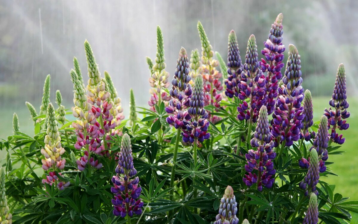 Как избавиться от ландышей на садовом участке? | Наша Дача | Дзен