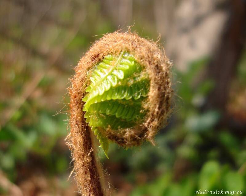 Съедобный папоротник