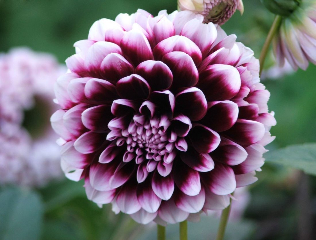 Отзывы о георгинах Вайнсом