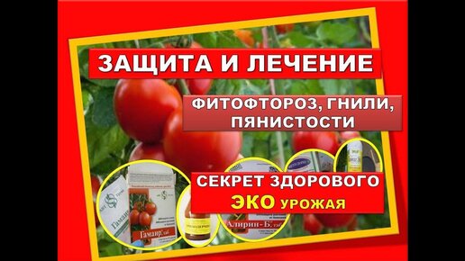 Фитофтора на Помидорах 🍅Как бороться с фитофторой🍅Как защитить и лечить томаты! ГАМАИР Инструкция