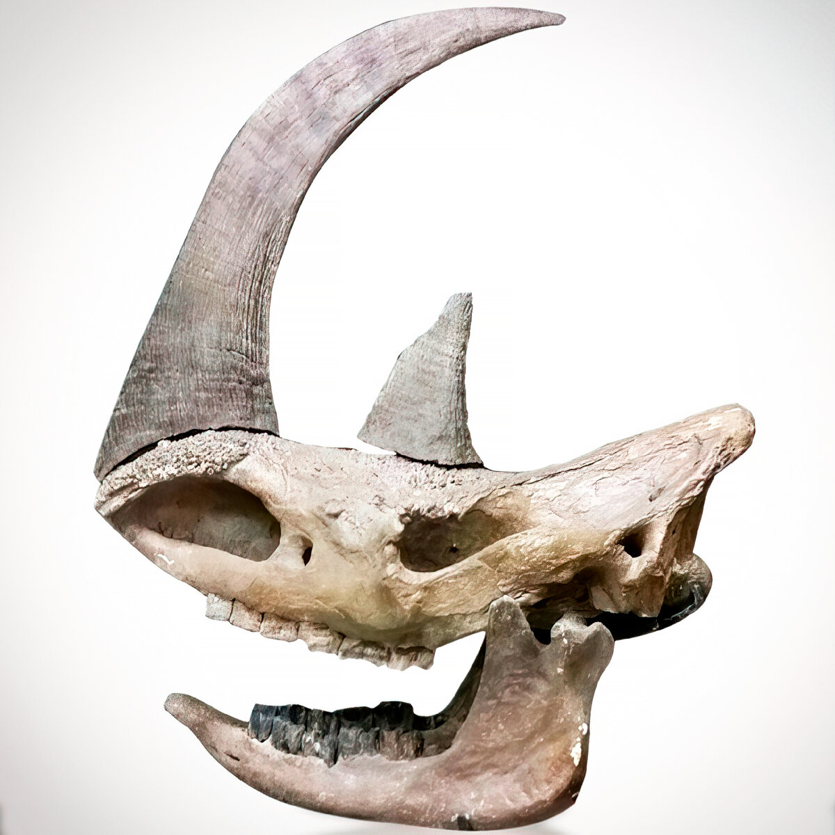 Шерстистый носорог. Носорог из плейстоцена. Вымершее животное. Факты о животных