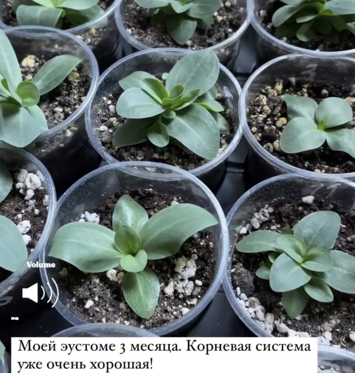 🌱ЭУСТОМА🌱Что нужно знать новичку перед посевом семян. /Основные  моменты/мои наблюдения за два года выращивания/. | 🌼ЦветочнаяТема | Дзен