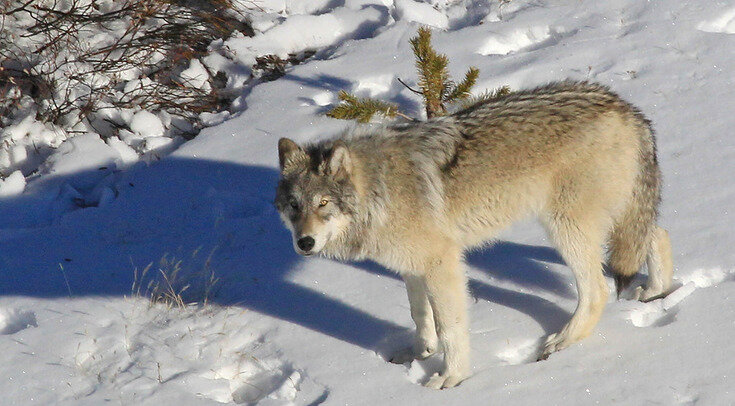     Обыкновенный волк (Canis lupus) из Йеллоустонского национального парка Yellowstone National Park / Flickr