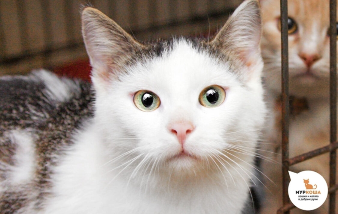 Шустрый Снипс, 7 месяцев