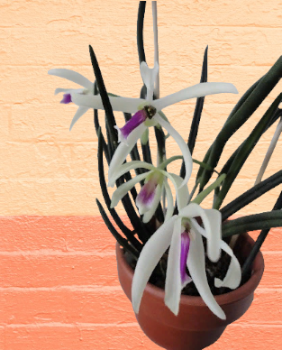 орхидея биколор leptotes bicolor