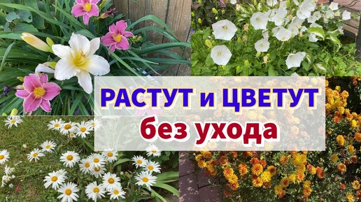 САМЫЕ НЕПРИХОТЛИВЫЕ ЦВЕТУЩИЕ МНОГОЛЕТНИКИ в моем саду