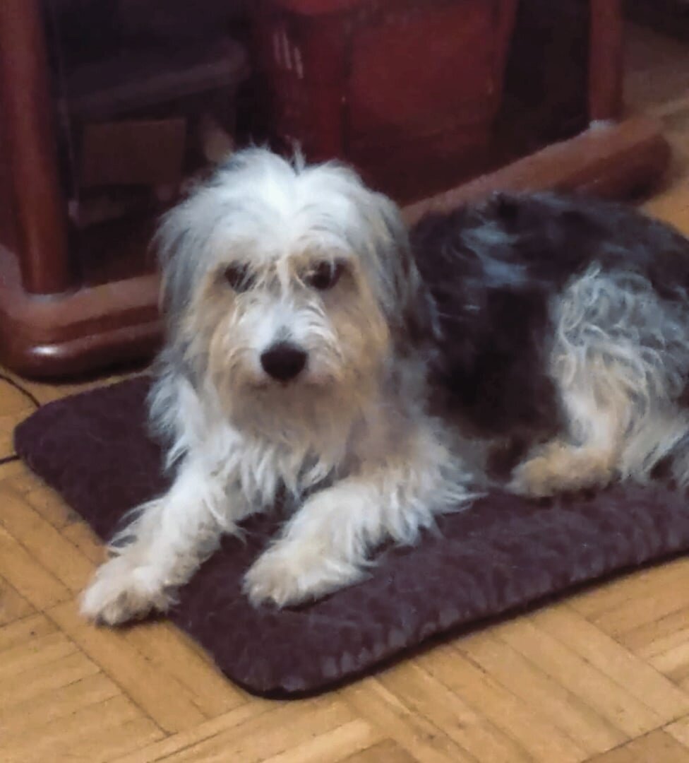 Степка - домашний любимый "хвост"