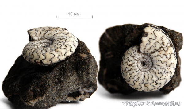 Garniericeras - член краспедитид/фото VitalyNcr с сайта Аммонит.ру