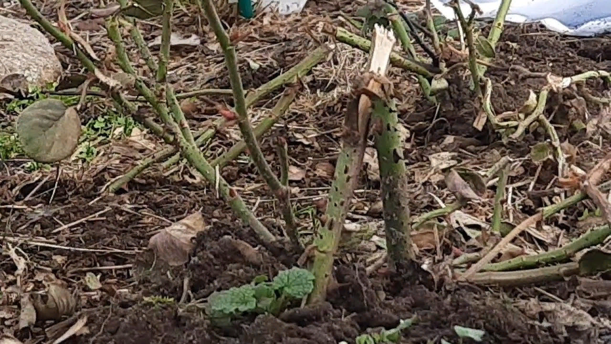 фото из интернета