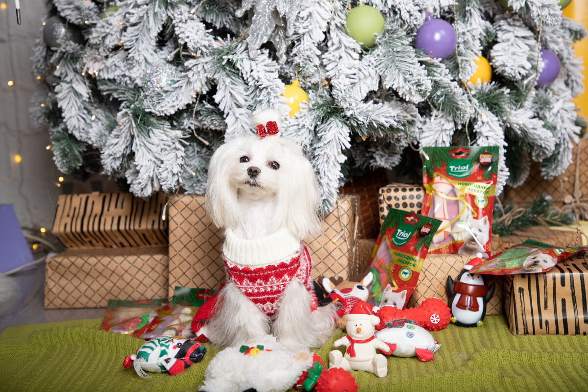 Кстати, яркие вкусняшки TRIOL NEW YEAR можно использовать для тематических фотосессий – популярного новогоднего тренда, к которому с удовольствием присоединяется все больше семей. Атмосферные снимки с питомцем украсят ваш домашний архив и превратятся в забавные поздравительные открытки для близких. На фото – новогодние лакомства TRIOL NEW YEAR «Сладкий подарок» (арт. 10151149).