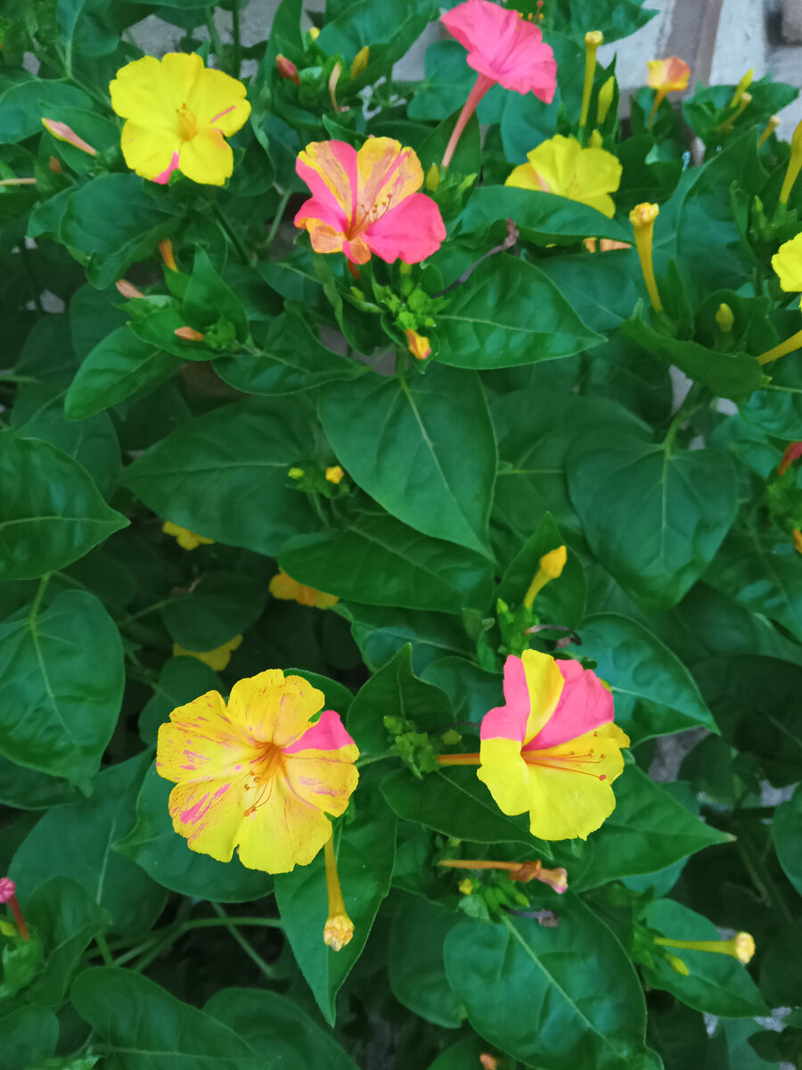 Зорька. Фото автора