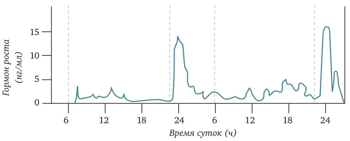 Выработка гормонов по часам в организме человека схема