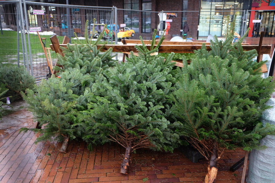 Фото: Иван Марков / Новый Калининград