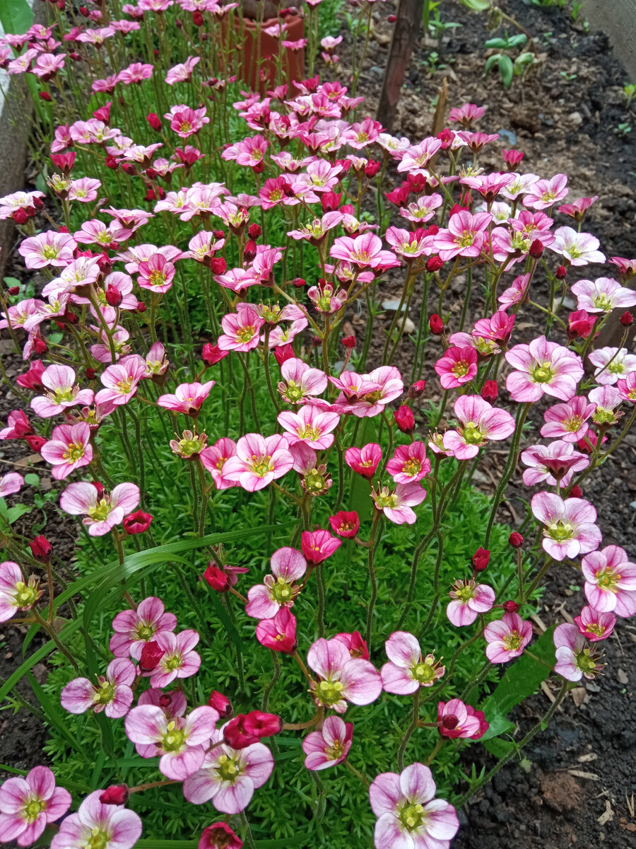 Лучший цветущий ковер из почвопокровника. Камнеломка Арендса