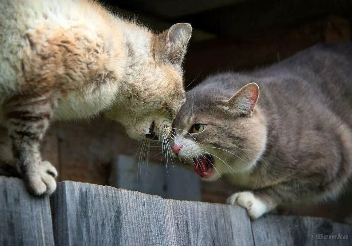 Из открытого интернета