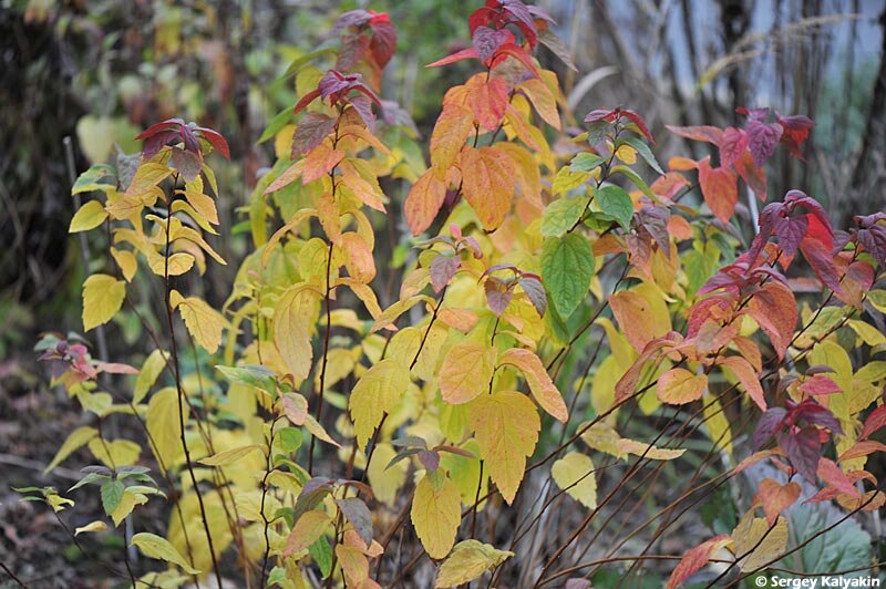 Спирея японская Macrophylla