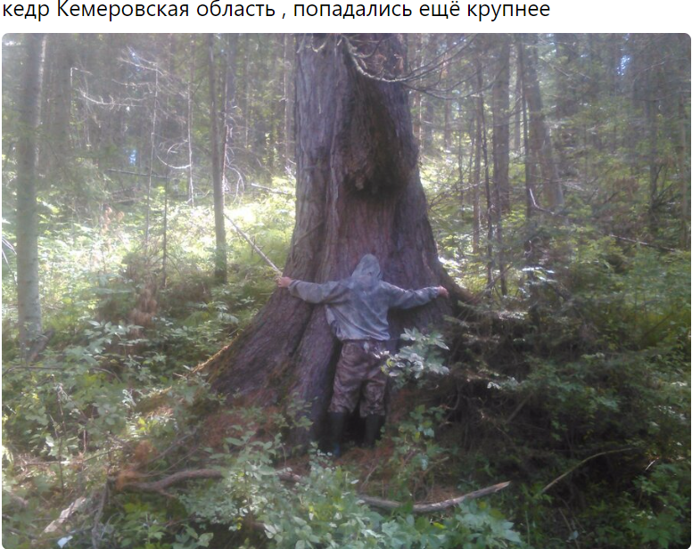 В таком кедре точно могло образоваться дупло 60см. 