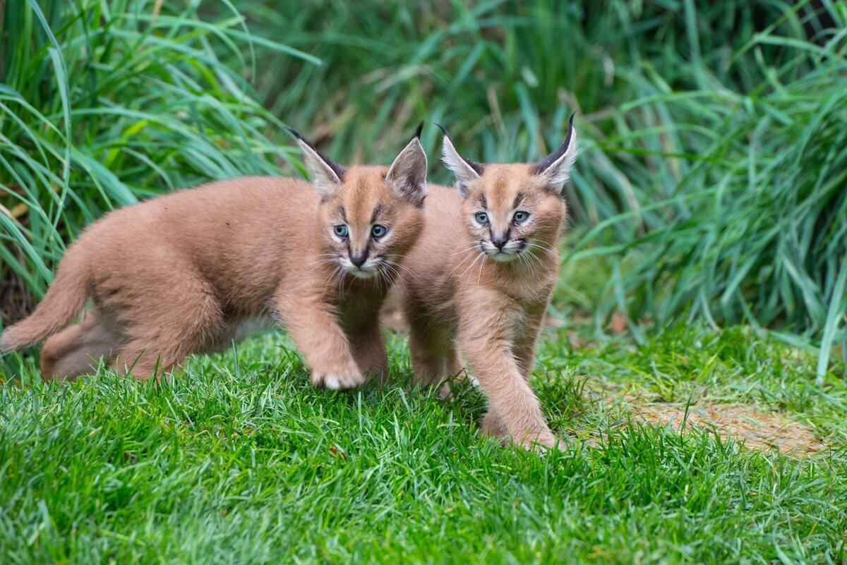 Котенок каракала. Каракал кошка. Карликовый каракал. Кошка Рысь каракал. Каракал и каракет.