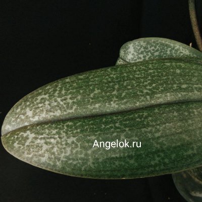 Фаленопсис Парфюмерная фабрика