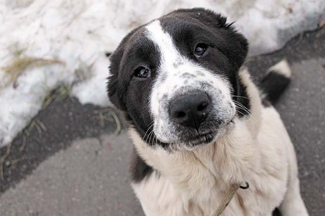    Сейчас собака нейтрализована.