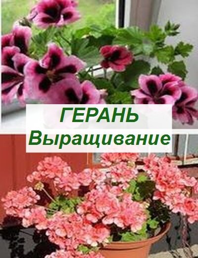 Герань (пеларгония)