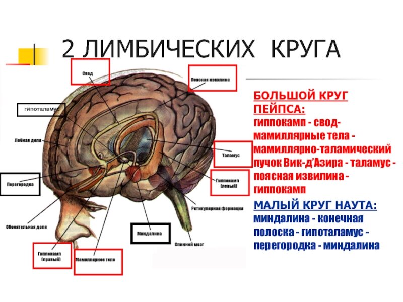 Схема лимбической системы