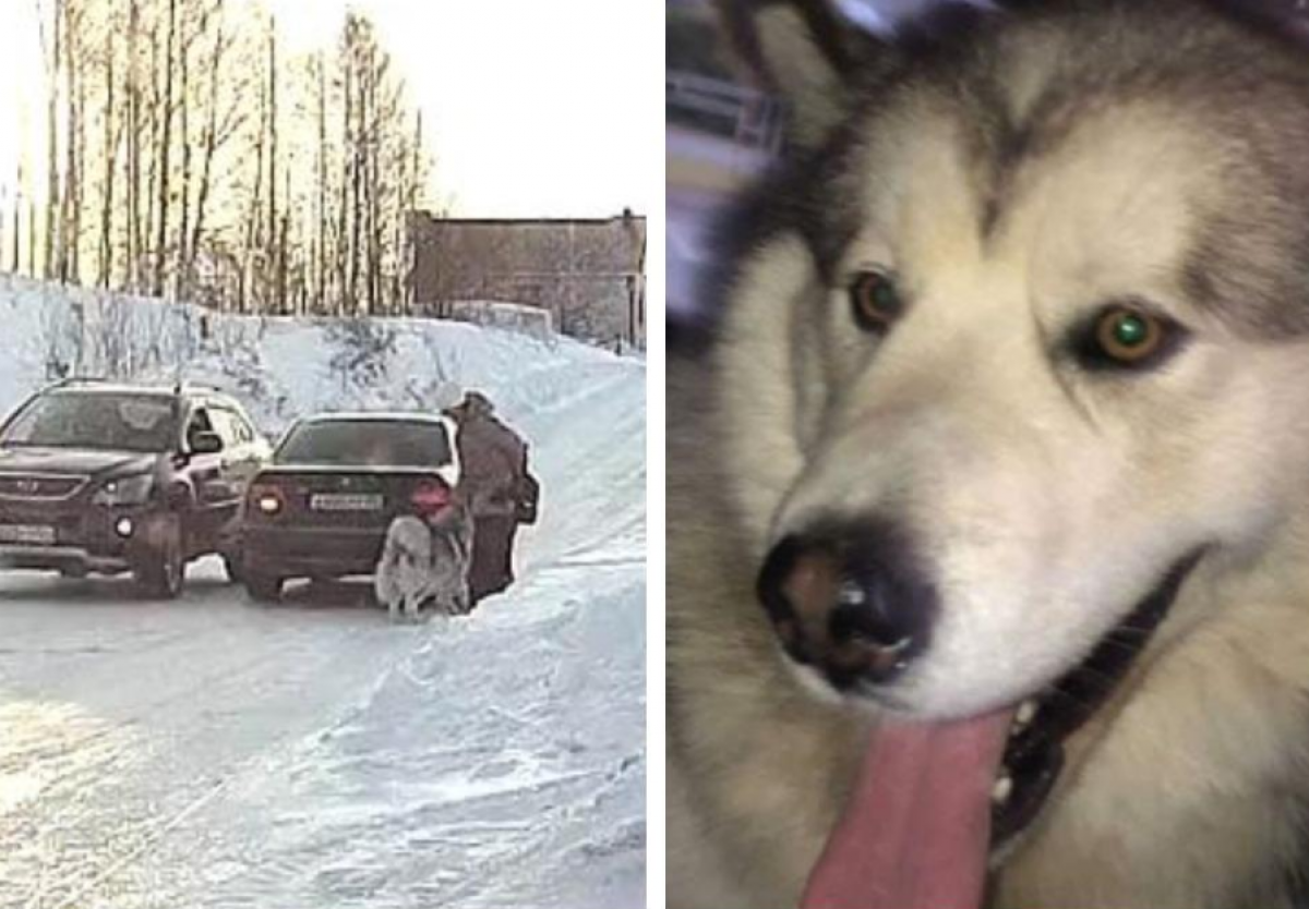    Маламута могут усыпить после нападения на 7-летнего мальчика в Новосибирске
