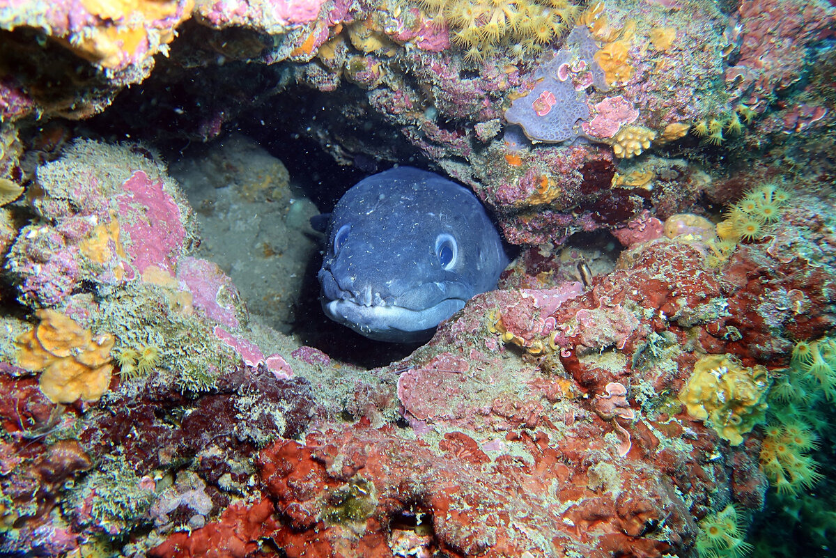 Конгер — наиболее известный и самый холодостойкий морской угорь