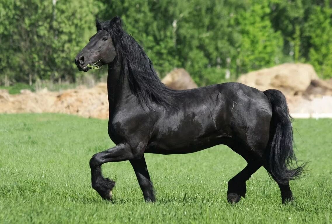 Вороная лошадь. Из свободного источника.