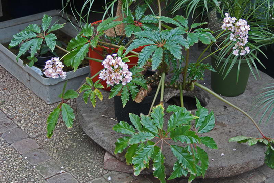 Бегония каролинолистная (Begonia carolineifolia)