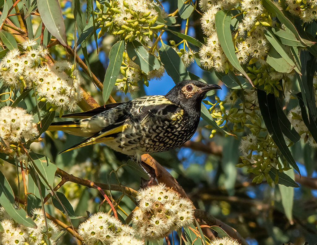 Бородавчатый медосос (Anthochaera phrygia) фото @annotate