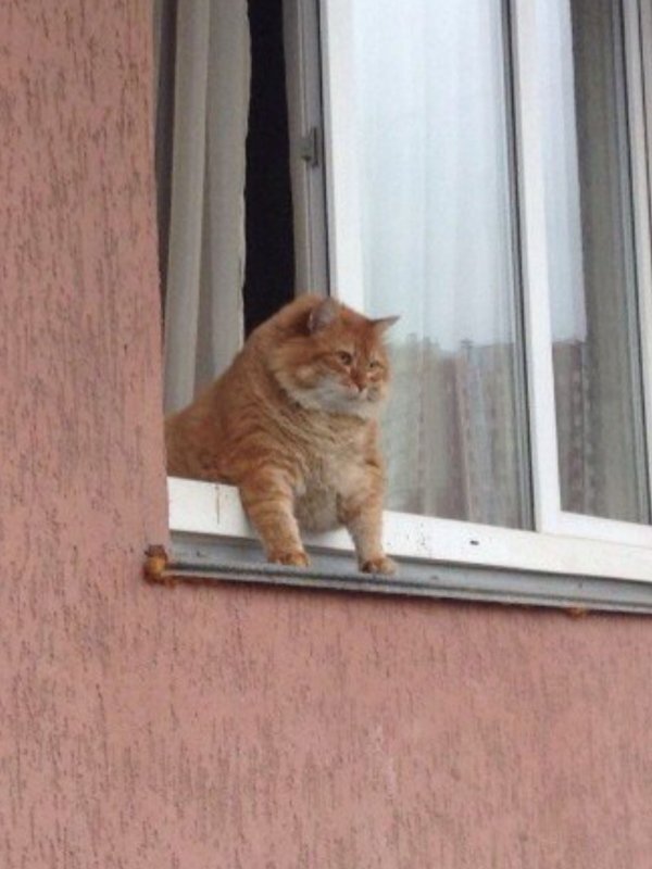 Рыжий кот мем смотрит Рыжий кот мем смотрит
