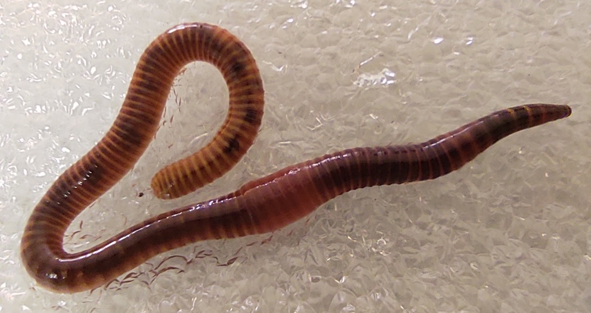 Стоковые фотографии по запросу Earthworms