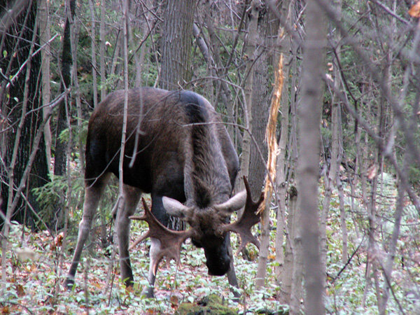 Лось - сильный зверь
