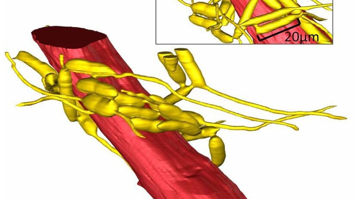    Трехмерные реконструкции грибковых сетей, врастающих в мышечные волокна муравья© Maridel A. Fredericksen/PNAS